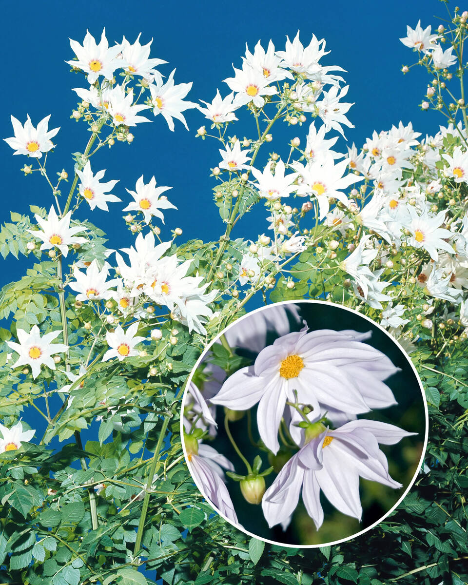 Фото: георгин Империалис Уайт