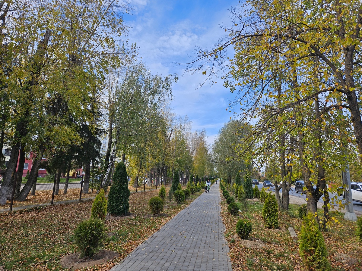 Аллея с туями