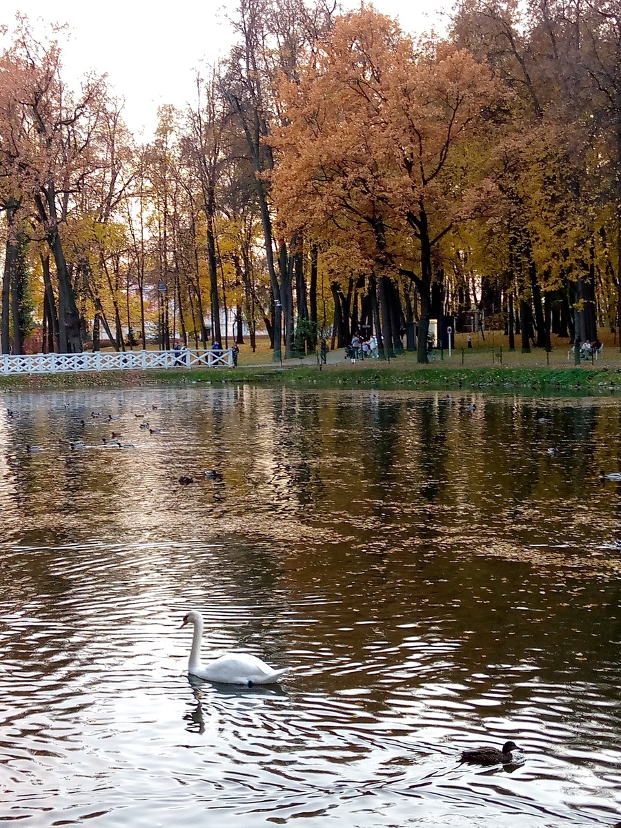 Лебедь на пруду в старинной усадьбе . Фото Алены Селивановой