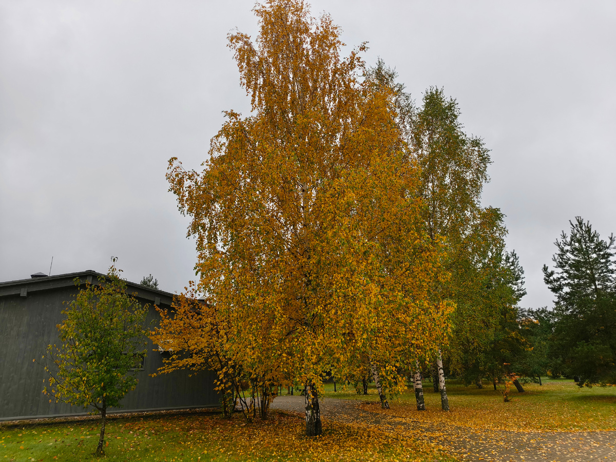 Люблю яркие осенние краски природы)
