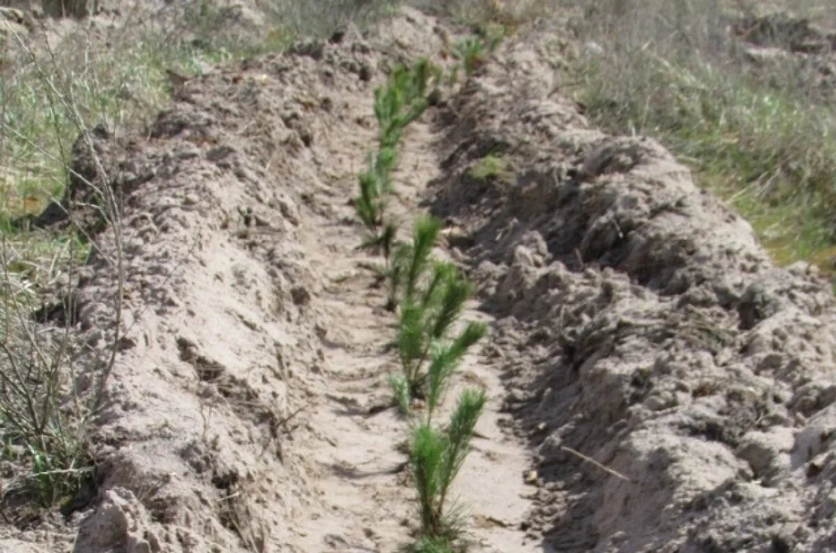    Более 20 тысяч сосен высадили в Нижегородской области