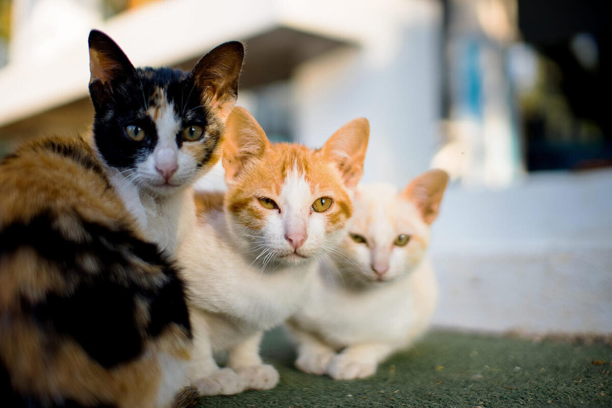    К чему снятся кошки? 123RF/legion-media.ru