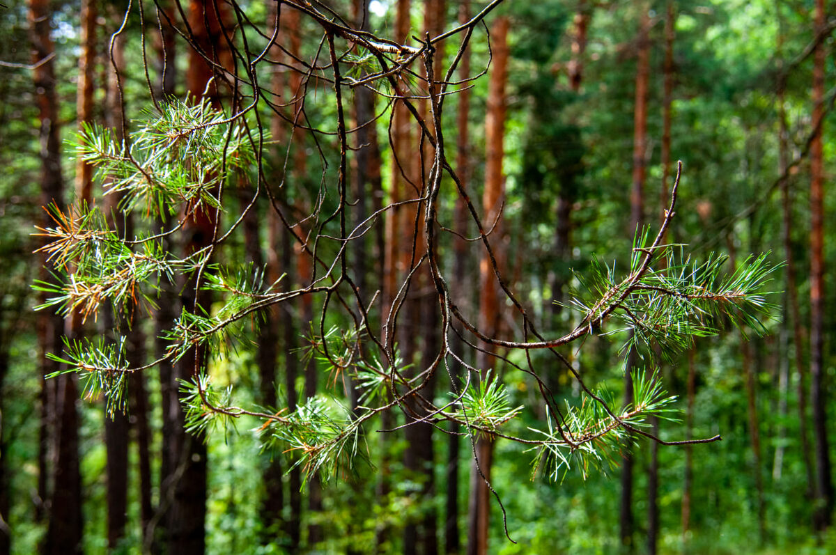Поиски идут с 28 сентября.  Фото: Фото: ФедералПресс / Светлана Возмилова
