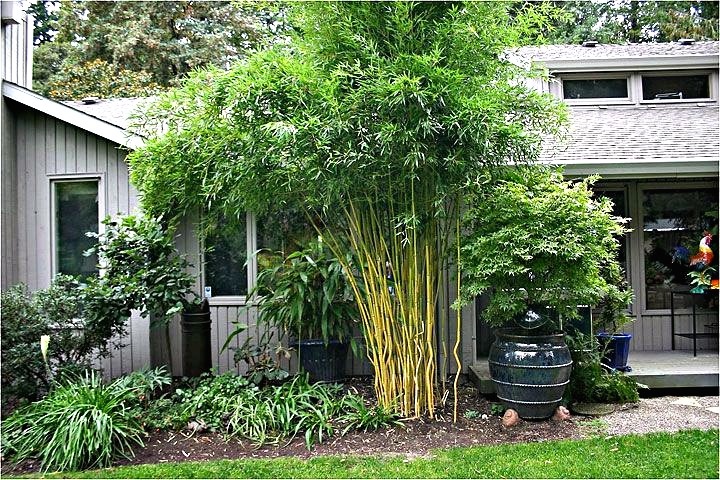 Бамбук отлично гарманирует в частном дворе с другими растениями