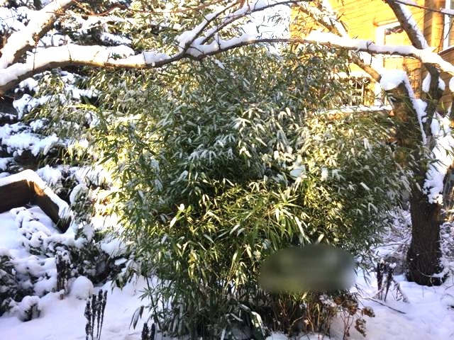 Бамбук легко переносит зиму, главное выбрать правильный сорт