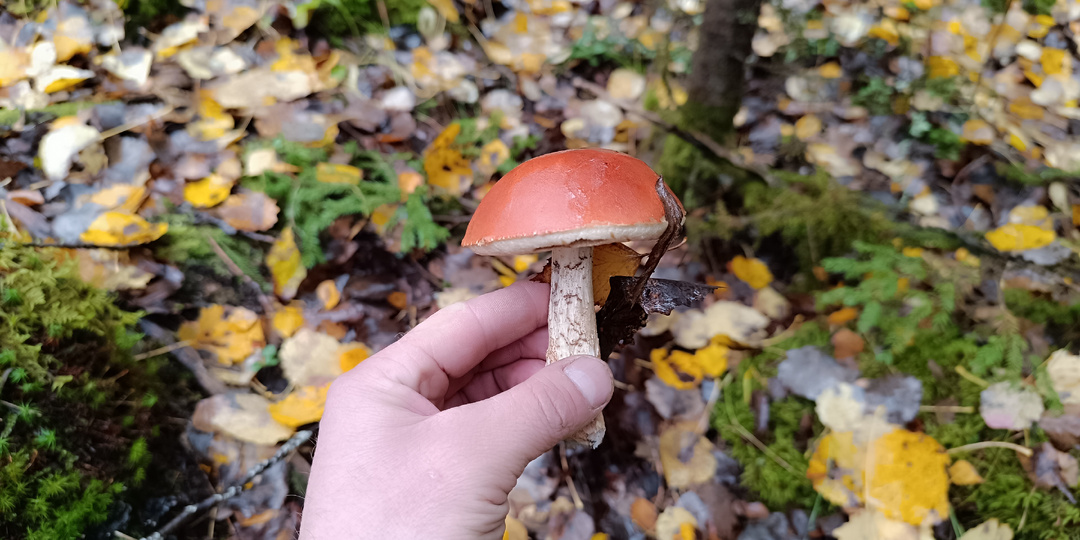 Сезон грибов в Ленобласти не закрыт. Мой улов белых от 11 октября в Выборгском районе