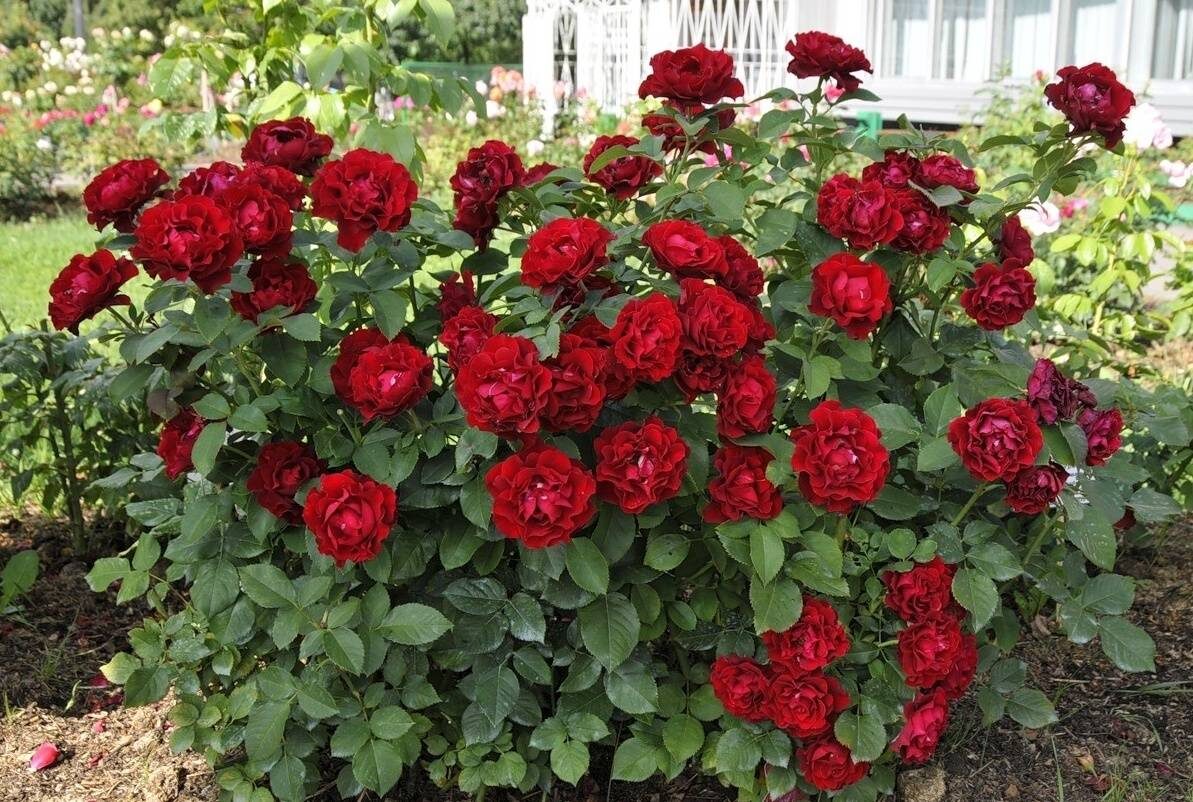 Роза Омаж а Барбара _Фото из интернета