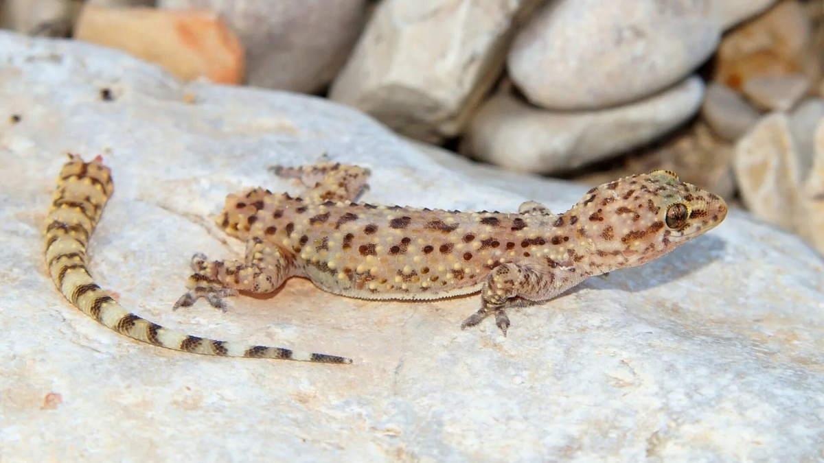 Фото с сайта: https://mavink.com/explore/Different-Parts-of-the-Animals