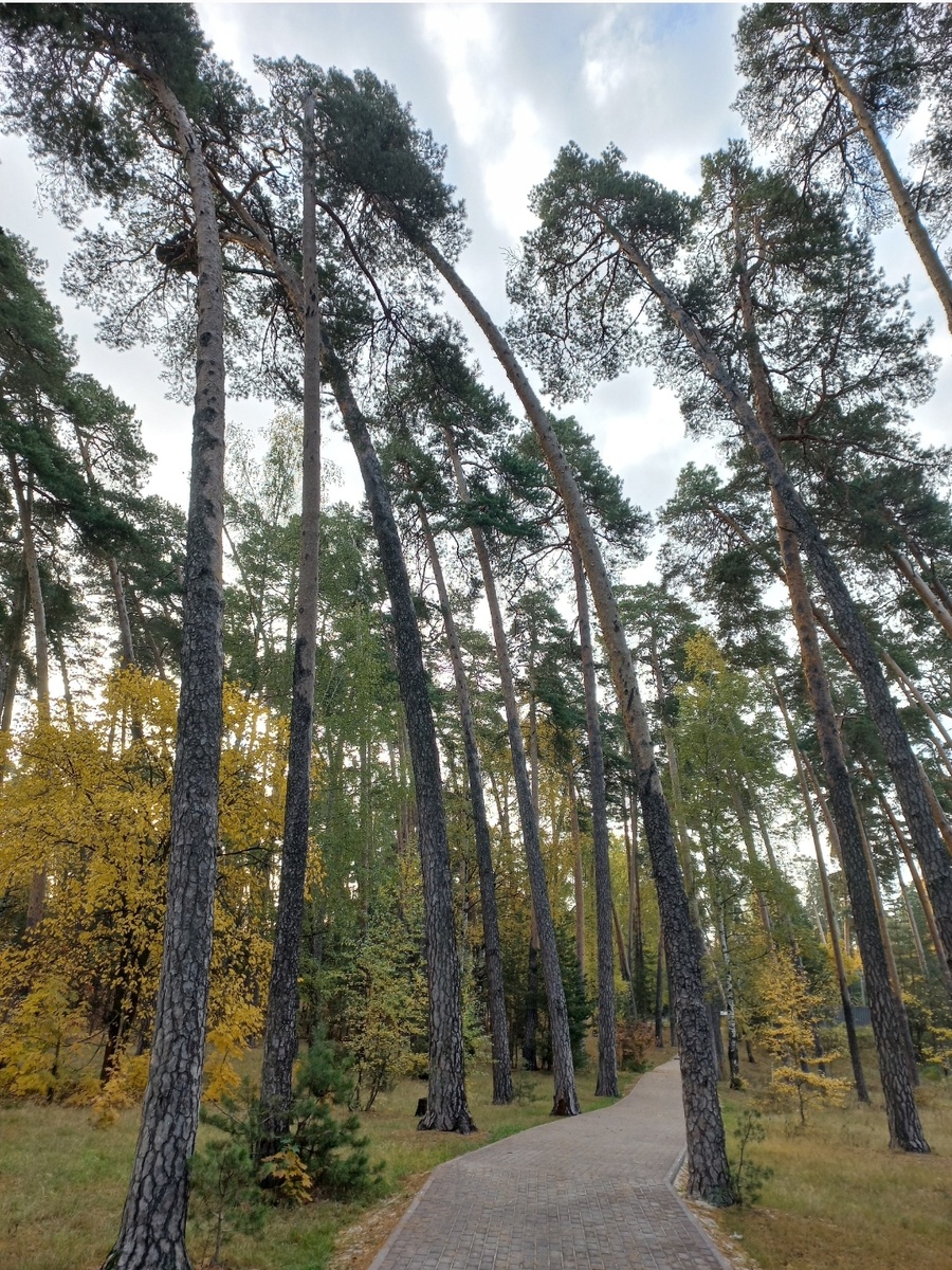 Интересный наклон. Возможно, с зимы остался