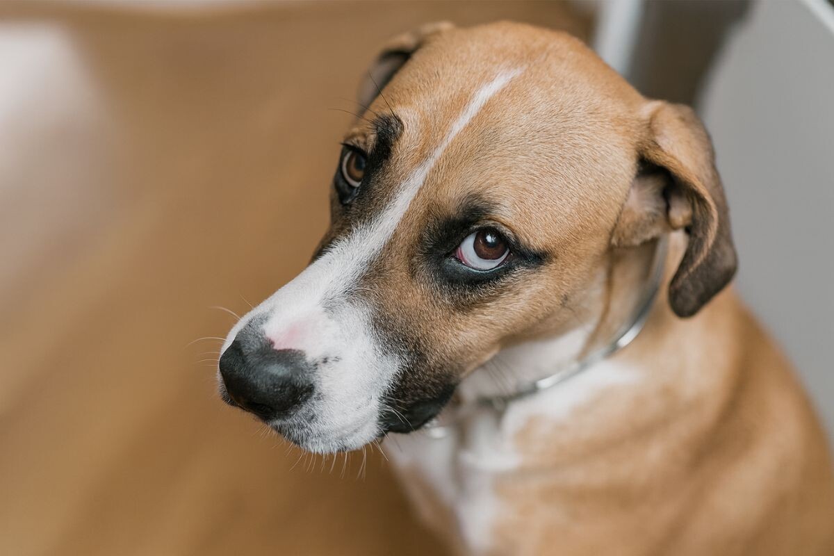 «Китовый глаз» у собаки 