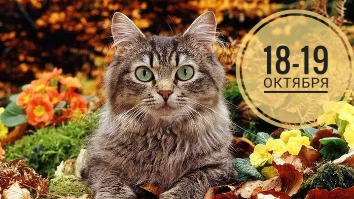 Нумерологический прогноз на 18 и 19 октября