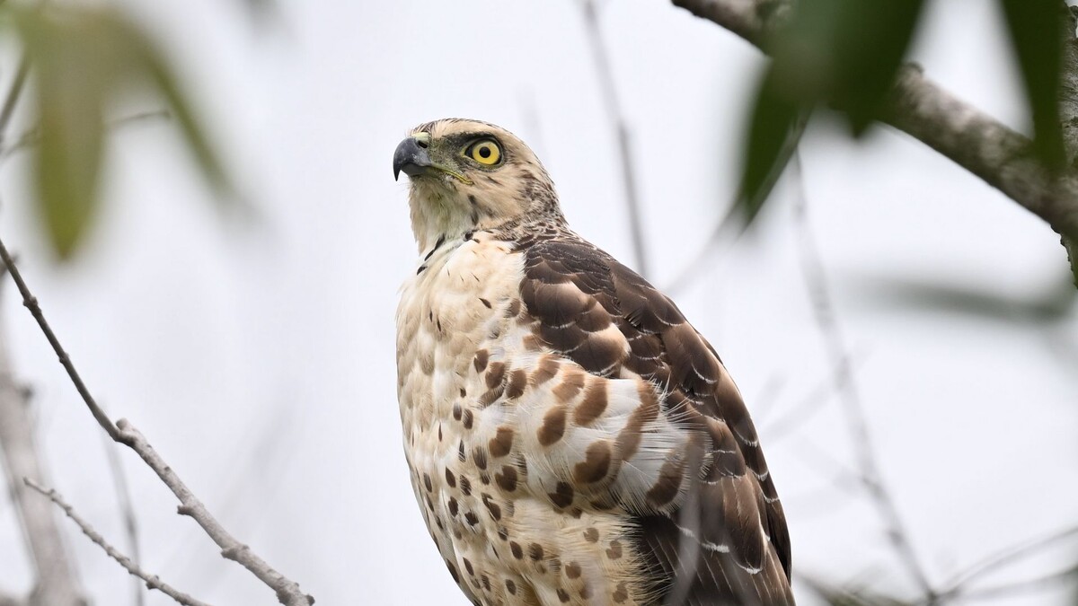 Фото с сайта: https://wallpaperscraft.com/download/goshawk_bird_predator_1372726/1920x1080