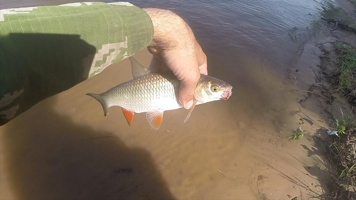 Фото с сайта6 https://rybachil.ru/ryby/yaz-ryba-foto/