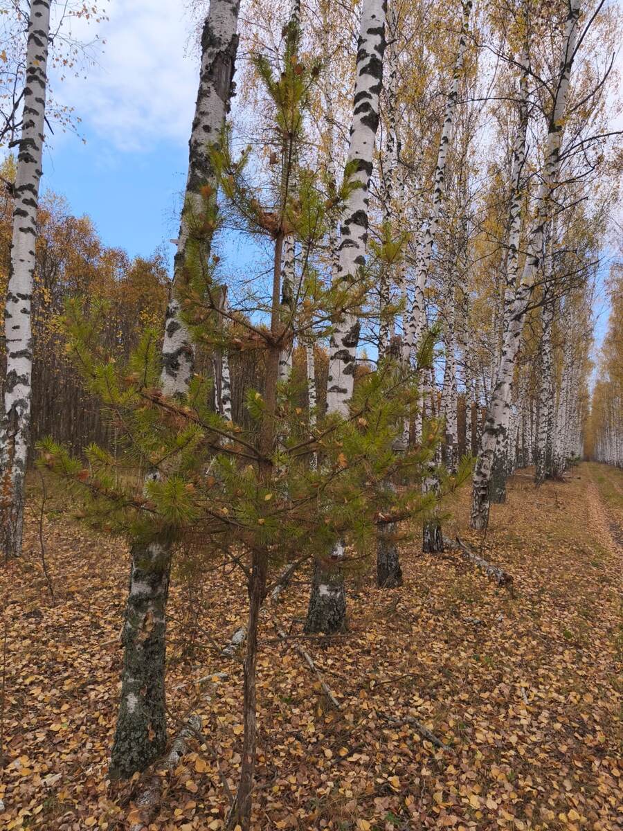 Сосенка в ряду березок