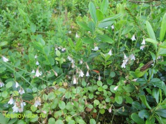 Линнея северная (фото с блога "Лесная кладовая")