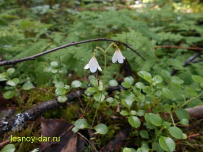 В соцветии линнеи северной обычно два цветка (фото с блога "Лесная кладовая")