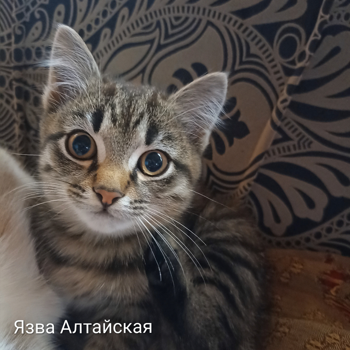 А Вовчик наш подрос. Вон какой красавец! 