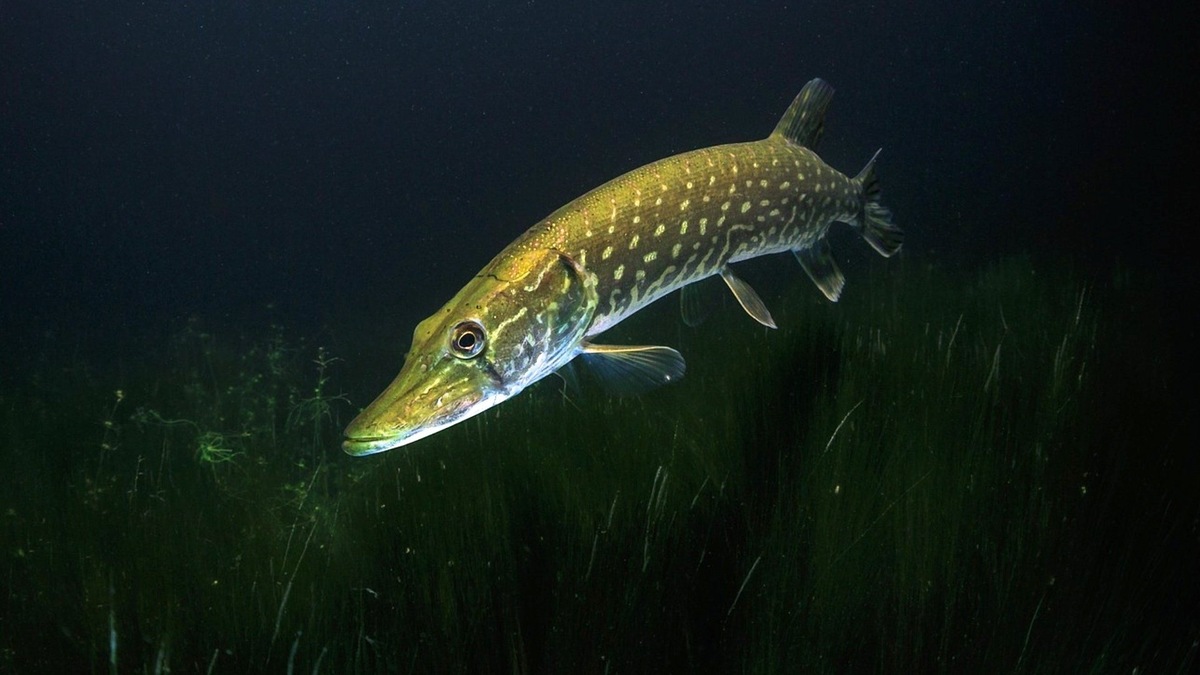 Фото с сайта: https://fotoblur.ru/shuki/v/belarusi/