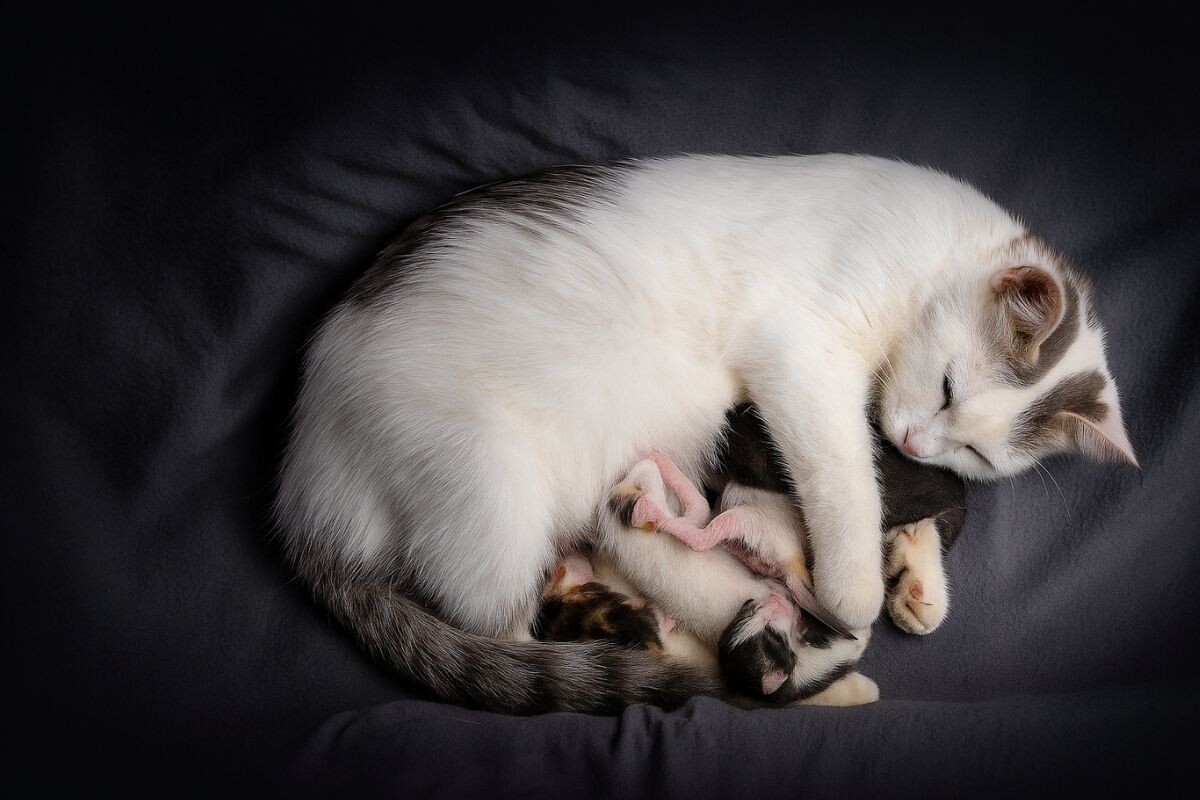 Кошка с котятами 