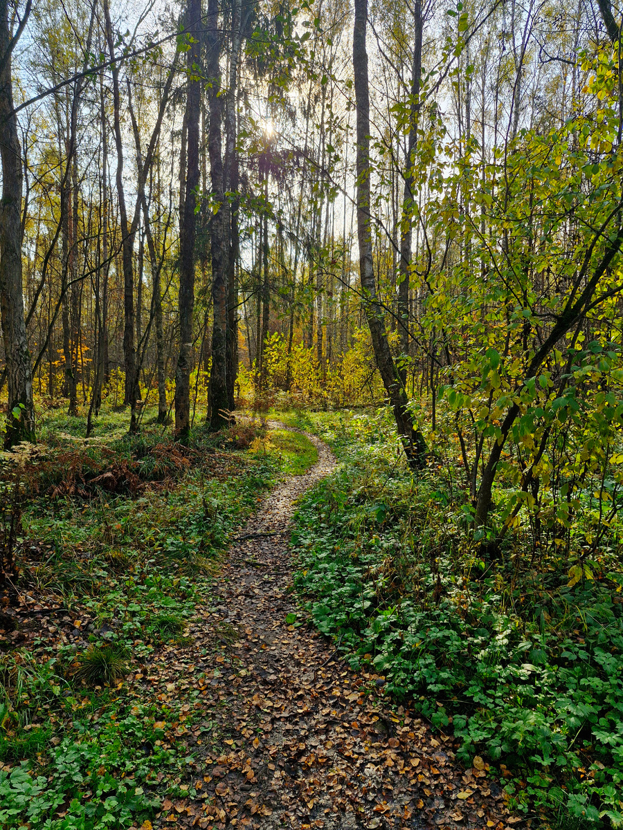 лесные тропинки