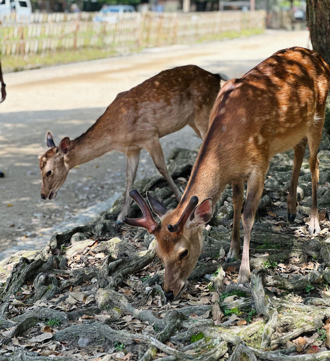 Нара-парк. Фото автора