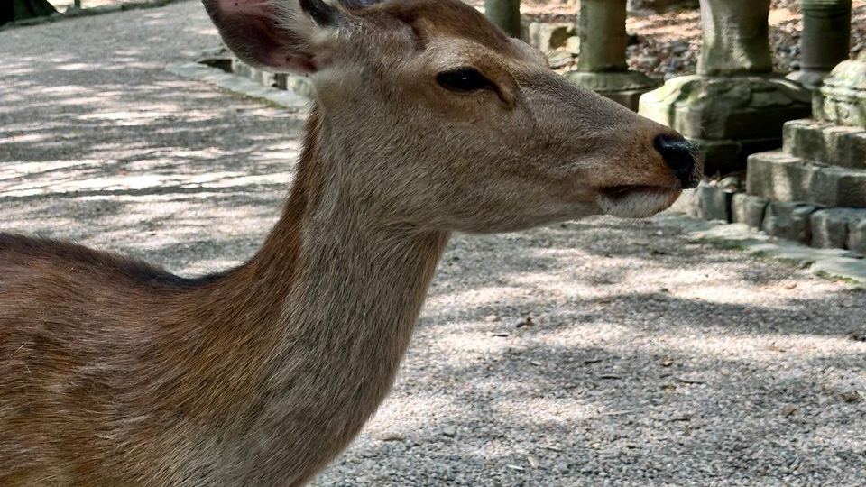 Мой третий день в Японии: самые наглые олени и самые красивые храмы