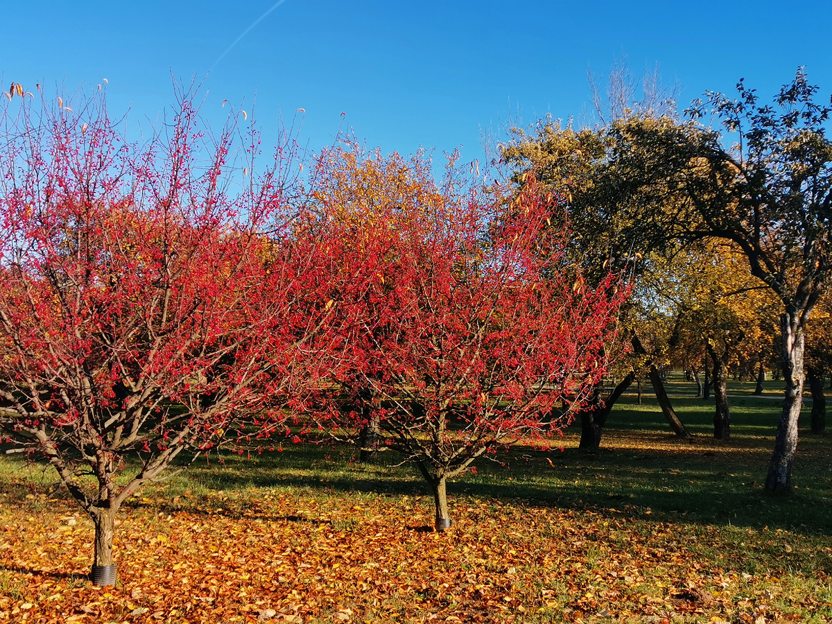 Осень радует своими красками