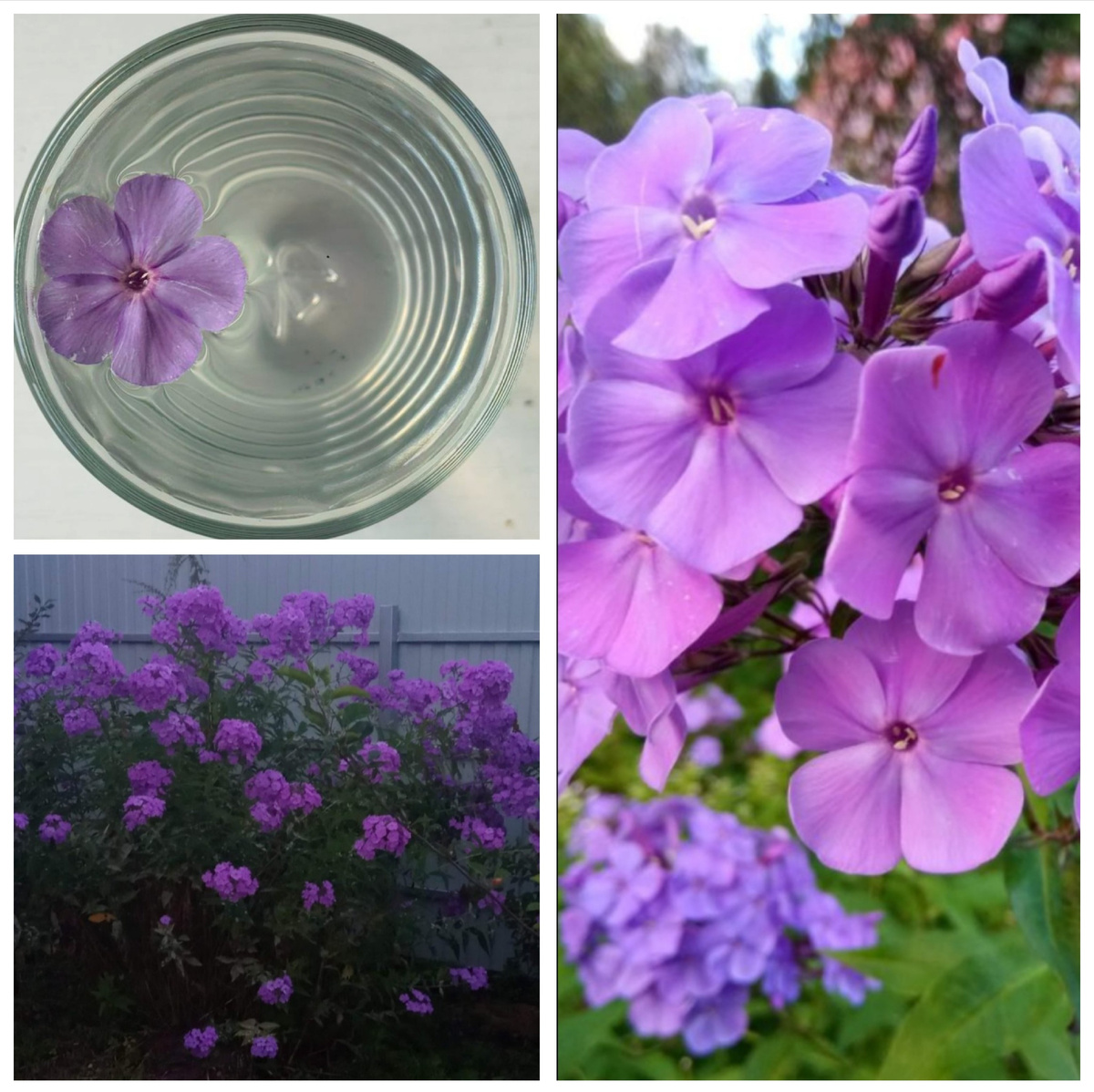 Карточка сорта