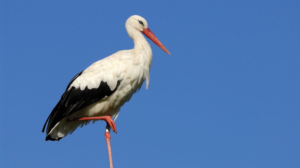 Фото с сайта: https://tvrepublika.pl/Polska/Na-polski-biegun-zimna-przylecialy-juz-bociany-Co-to-oznacza/184497
