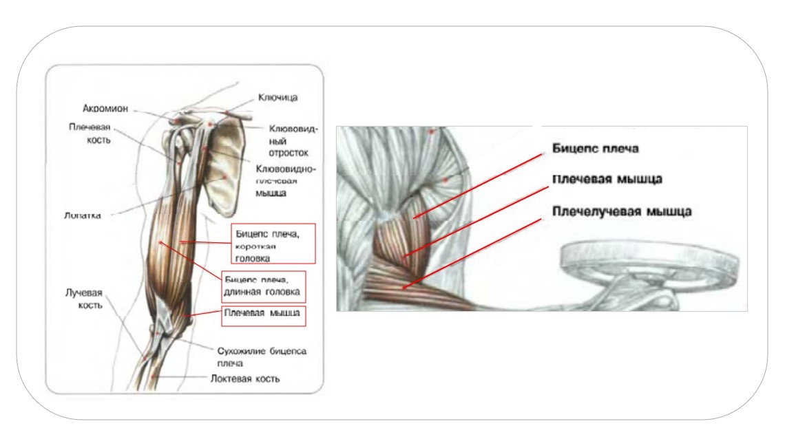 книга "Анатомия силовых упражнений" авт. Фредерик Делавье