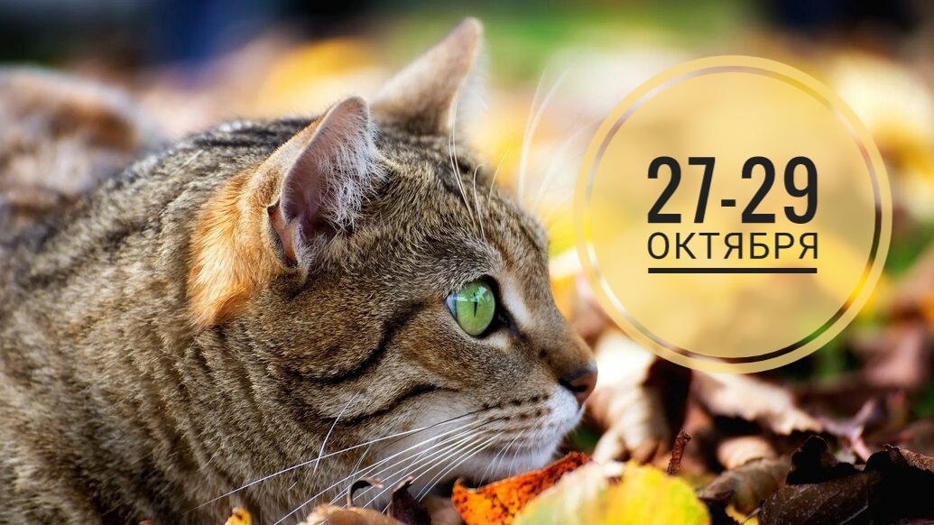 Нумерологический прогноз на 27-29 октября 2025