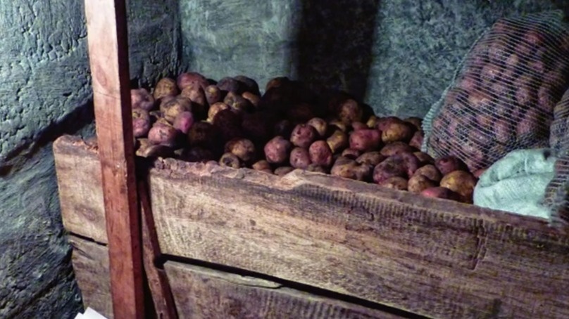 Мыши способны за одну ночь испортить до 10% корнеплодов в погребе.