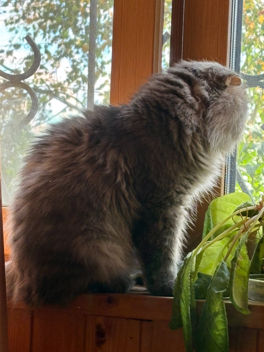 Филя мониторит обстановку на улице.