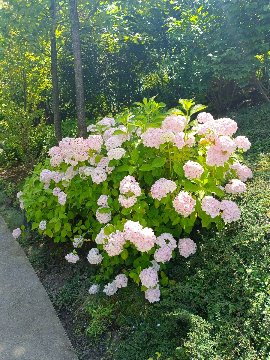 Японский сад. Фото автора