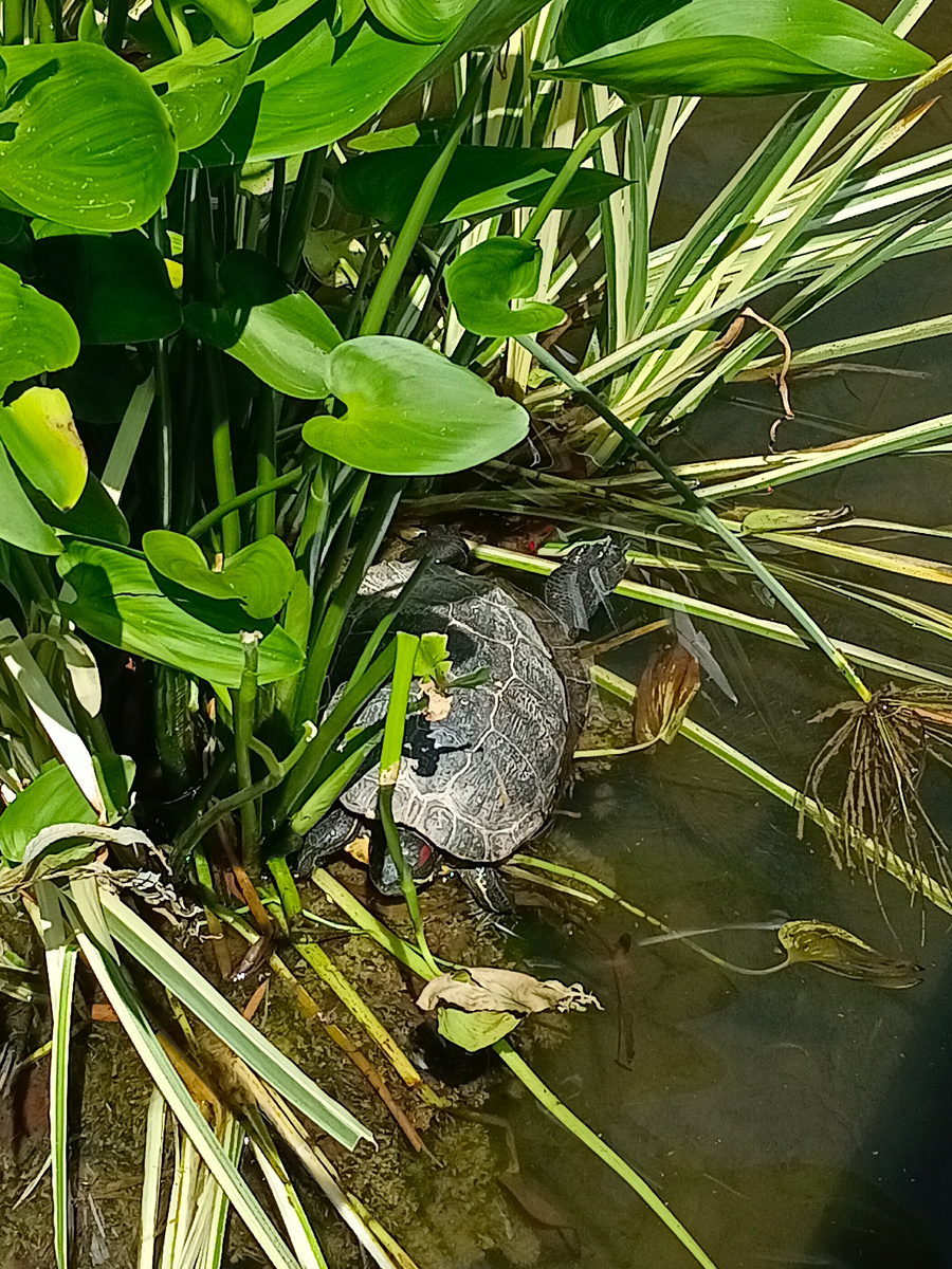 Японский сад. Фото автора