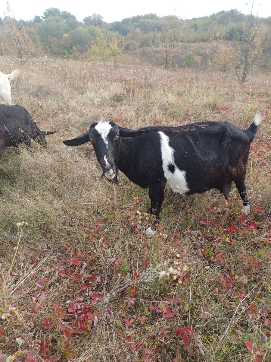 Коза -Магадан 