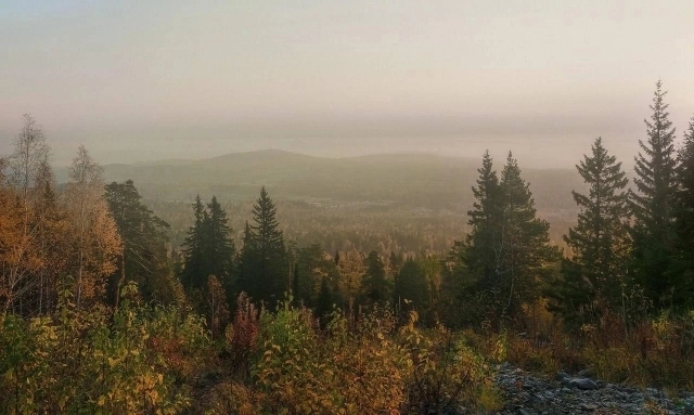 Тайга. Фото: соцсети.