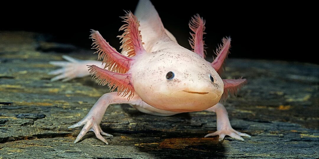 Что едят аксолотли?