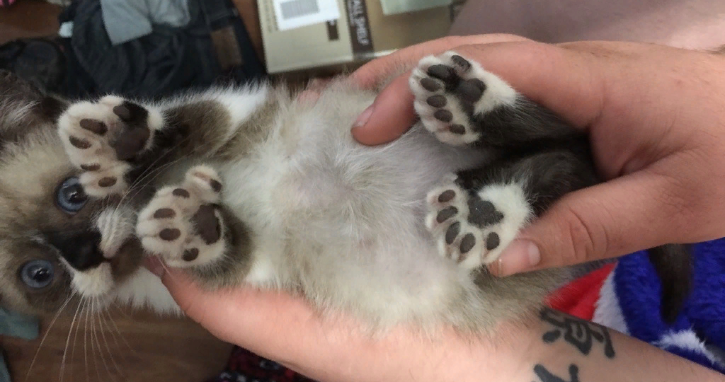 😺 Кошки с «лишними» пальцами: мифы, факты и кошачья магия