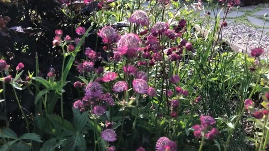 Так выглядел мой участок до кардинальной замены растений