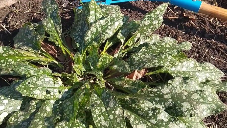 Медуница сахарная расползлась куртинами под кустами смородины