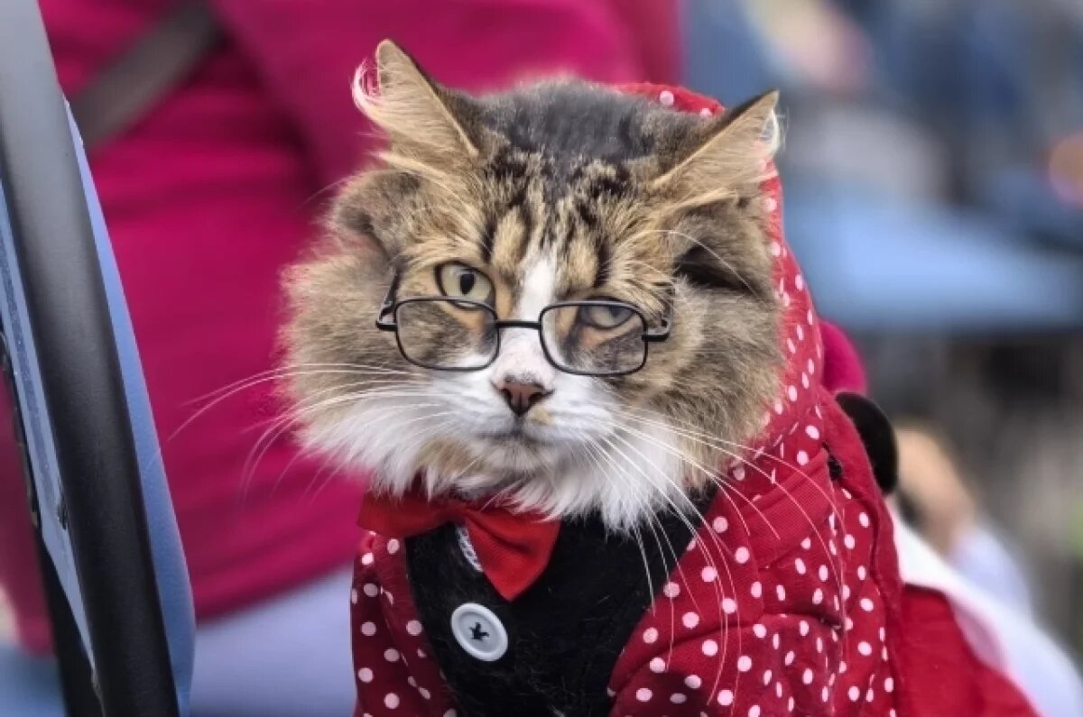    «Биатлонный» комментатор.