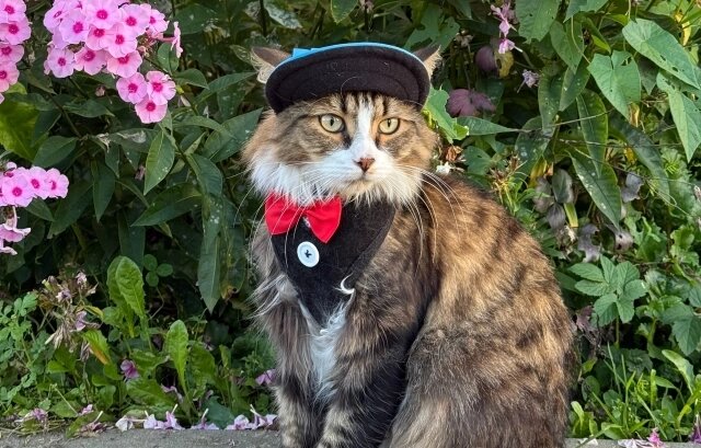    Кота видят в самых разных нарядах. Фото: Фото из личного архива/