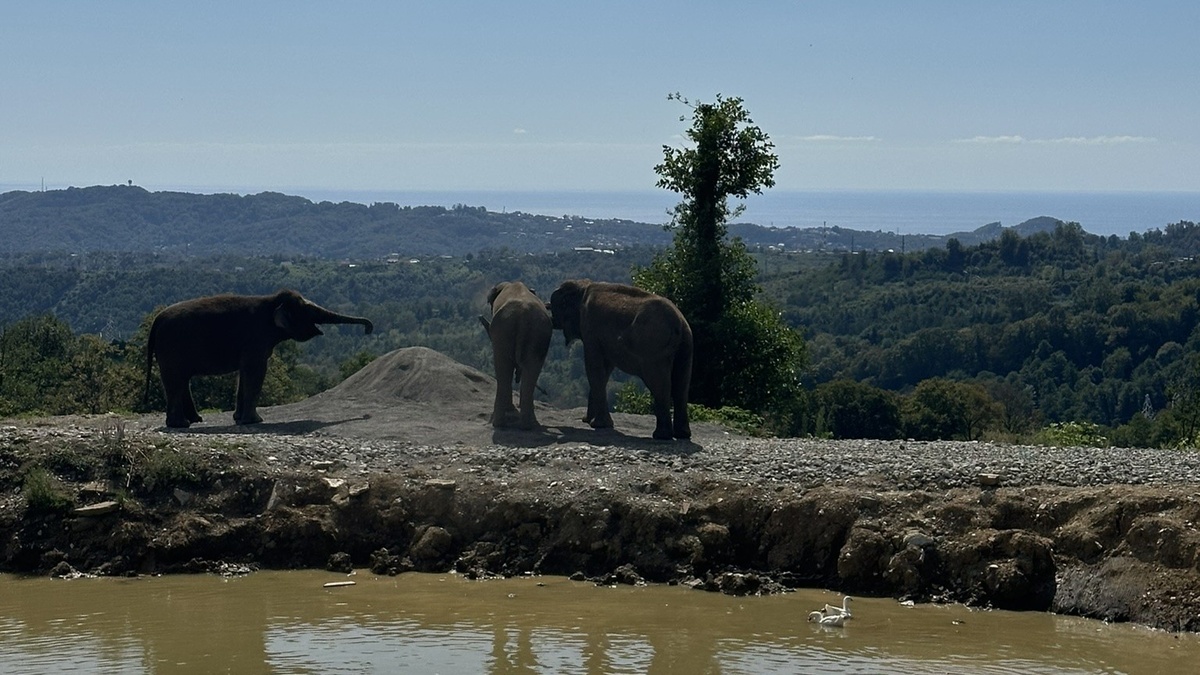 Слоны в отпуске
