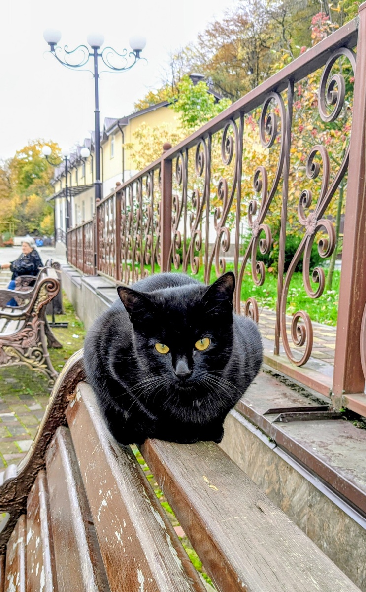 Местные кошки. Фото автора