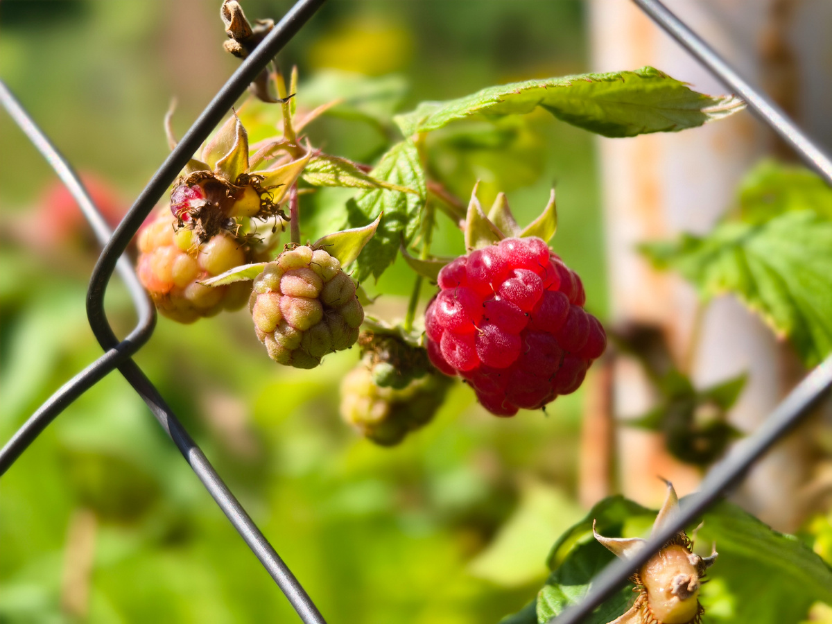 Ягода малина