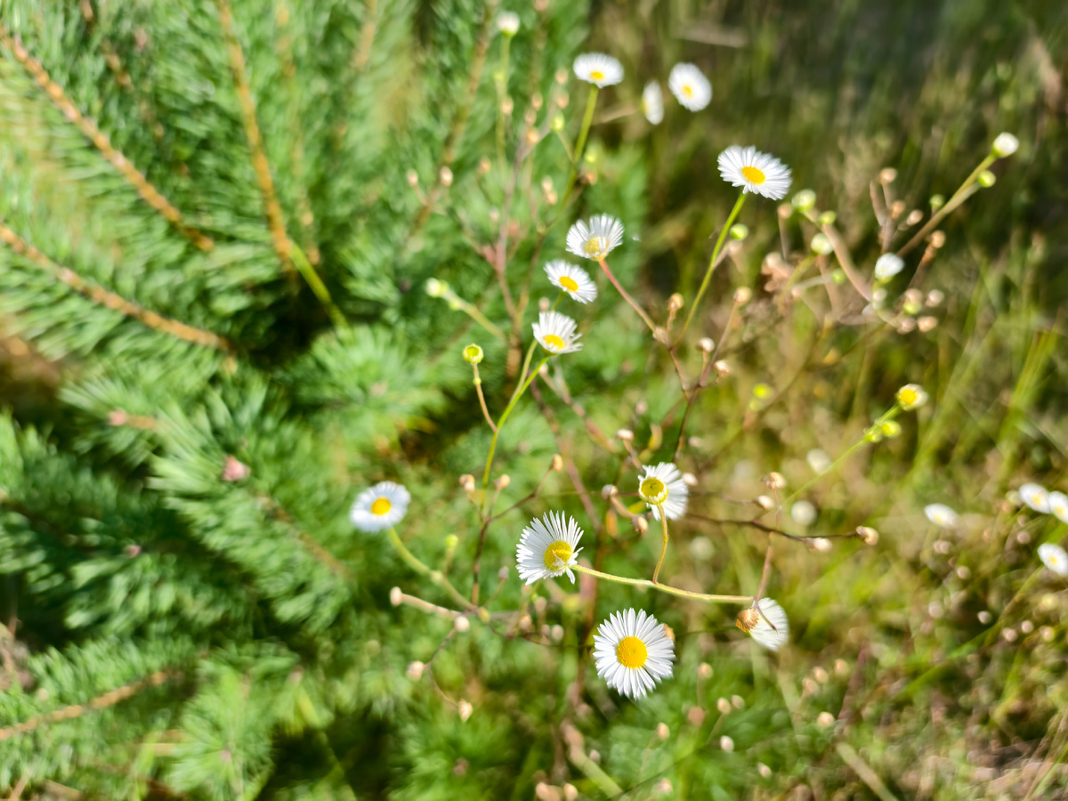 Краски лета