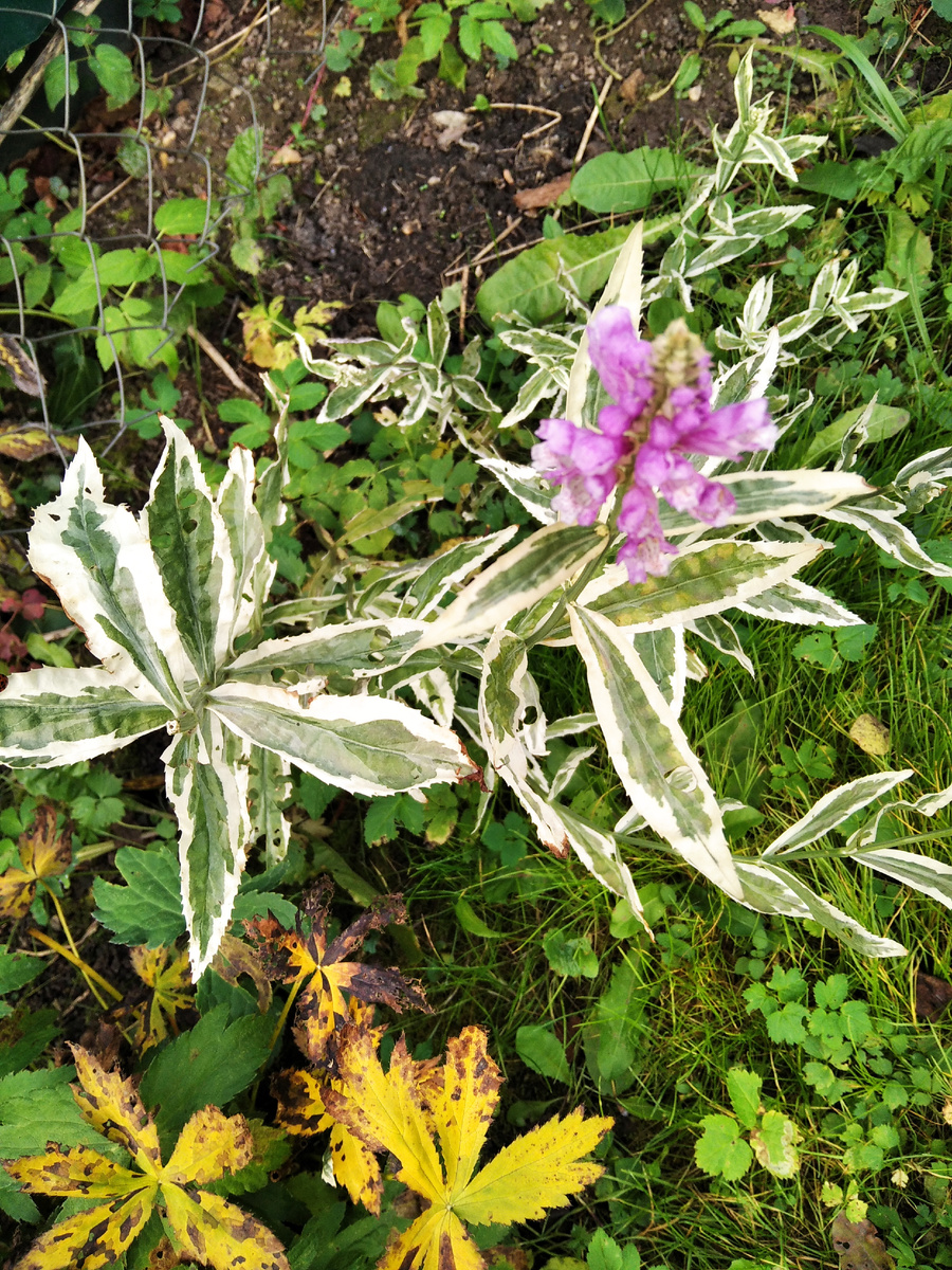 Физостегия, а рядом желтые листья астранции