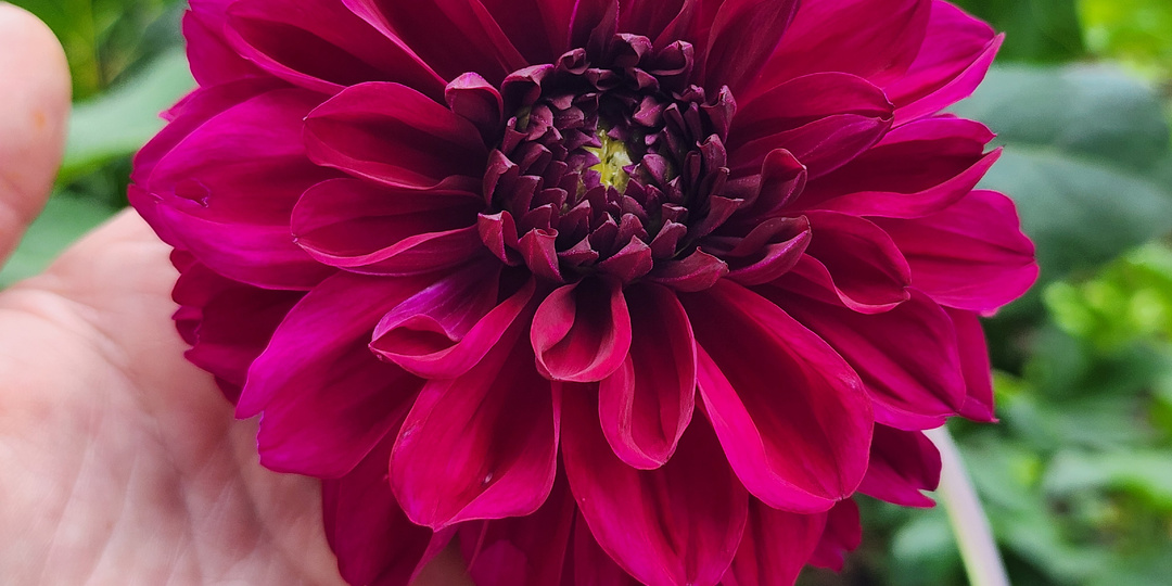 Чтобы георгины пышно цвели и в следующем году: мой проверенный способ хранения клубней