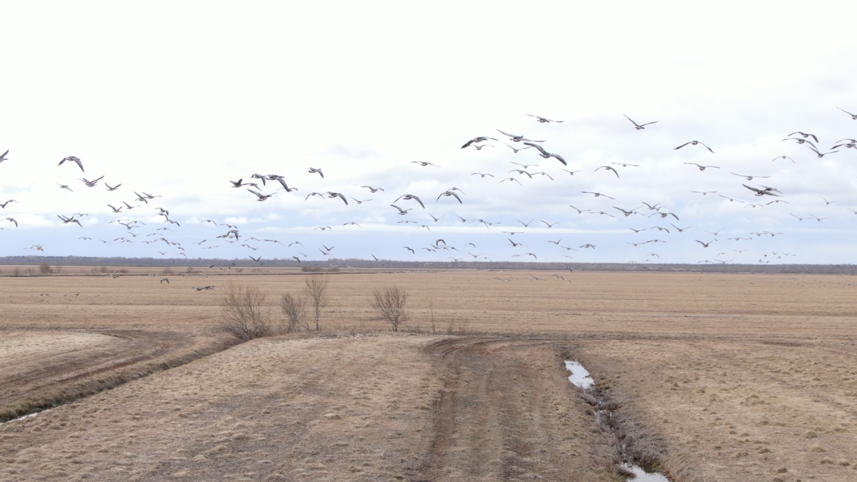    Гуси в Олонце. Фото: "Республика" / Владимир Волотовский